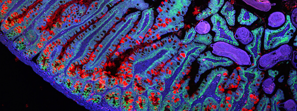 Closeup of cells